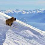 snow-img-copyright-22